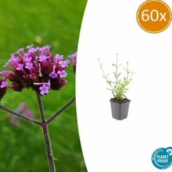 LA GREEN TOUCH - Verveine de buenos aires 'lollipop' x60 – entre 3,75 et 5m2