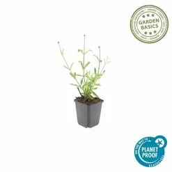 LA GREEN TOUCH - Verveine de buenos aires 'lollipop' x60 – entre 3,75 et 5m2