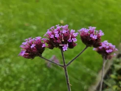 LA GREEN TOUCH - Verveine de buenos aires 'lollipop' x60 – entre 3,75 et 5m2