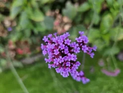 LA GREEN TOUCH - Verveine de buenos aires 'lollipop' x60 – entre 3,75 et 5m2