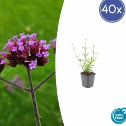 LA GREEN TOUCH - Verveine de buenos aires 'lollipop' x40 – entre 2,5 et 3,33m2