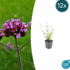 LA GREEN TOUCH - Verveine de buenos aires 'lollipop' x40 – entre 2,5 et 3,33m2