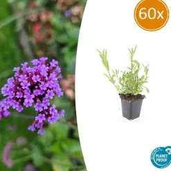 LA GREEN TOUCH - Verveine de buenos aires x60 – entre 3,75 et 5m2