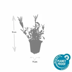 LA GREEN TOUCH - Verveine de buenos aires x60 – entre 3,75 et 5m2