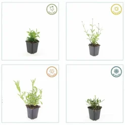 LA GREEN TOUCH - Verveine de buenos aires 'lollipop' x20 – entre 1,25 et 1,67m2