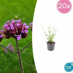 LA GREEN TOUCH - Verveine de buenos aires 'lollipop' x20 – entre 1,25 et 1,67m2