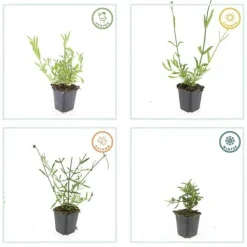 LA GREEN TOUCH - Verveine de buenos aires x20 – entre 1,25 et 1,67m2