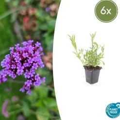 LA GREEN TOUCH - Verveine de buenos aires x6 – entre 0,38 et 0,5m2