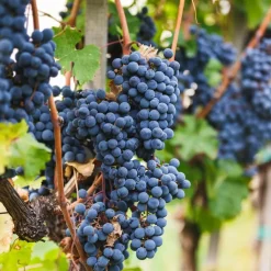 LA GREEN TOUCH - Vigne de raison bio x 3