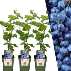 LA GREEN TOUCH - Vigne de raison bio x 3