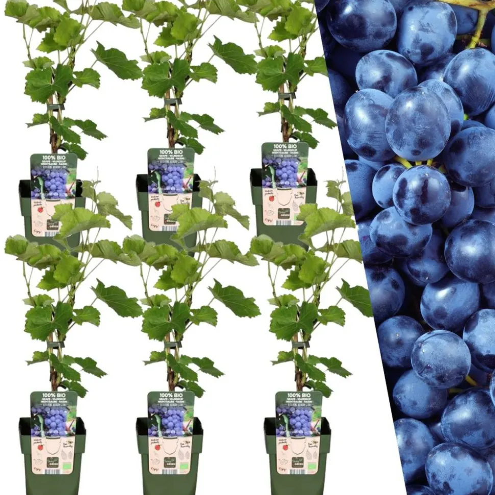 LA GREEN TOUCH - Vigne de raison bio x 6