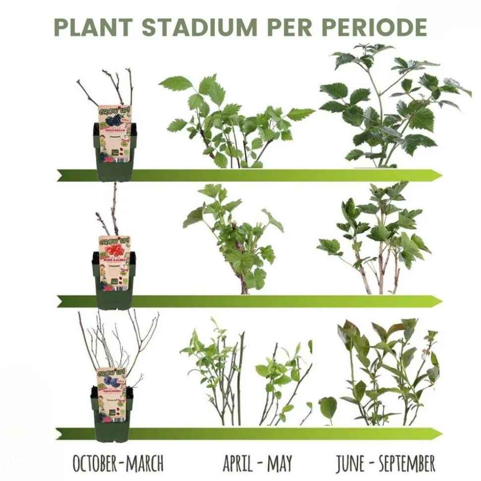 LA GREEN TOUCH - Vigne de raison bio x 6
