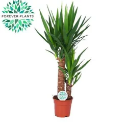 LA GREEN TOUCH - Yucca 80cm - plante d'intérieur