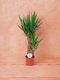 LA GREEN TOUCH - Yucca 80cm - plante d'intérieur