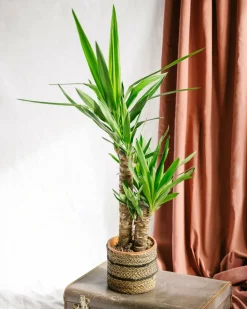 LA GREEN TOUCH - Yucca d'intérieur 100cm - plante d'intérieur