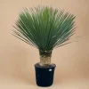 LA GREEN TOUCH - Yucca rostrata h140cm