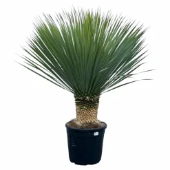 LA GREEN TOUCH - Yucca rostrata h140cm