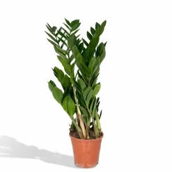 LA GREEN TOUCH - Zamioculcas zamiifolia 70cm - plante d'intérieur