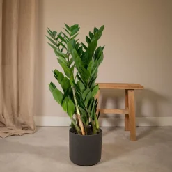 LA GREEN TOUCH - Zamioculcas zamiifolia 70cm - plante d'intérieur