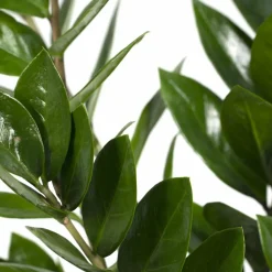 LA GREEN TOUCH - Zamioculcas zamiifolia 70cm - plante d'intérieur