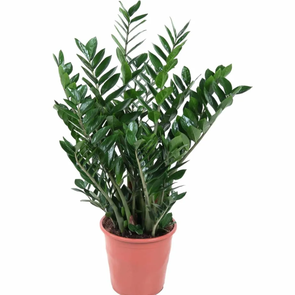 LA GREEN TOUCH - Zamioculcas zamiifolia 100cm - plante d'intérieur