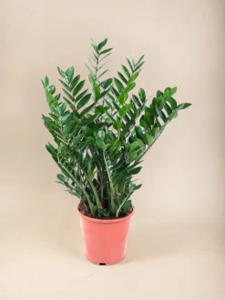 LA GREEN TOUCH - Zamioculcas zamiifolia 100cm - plante d'intérieur