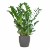 LA GREEN TOUCH - Zamioculcas zamiifolia et son pot gris - hauteur 80cm