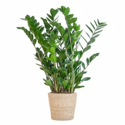LA GREEN TOUCH - Zamioculcas zamiifolia et son pot panier naturel - hauteur 80cm