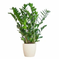 LA GREEN TOUCH - Zamioculcas zamiifolia et son pot blanc - hauteur 80cm