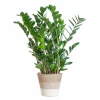 LA GREEN TOUCH - Zamioculcas zamiifolia et son pot panier blanc - hauteur 80cm