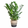 LA GREEN TOUCH - Zamioculcas zamiifolia et son pot panier multicolor - hauteur 80cm