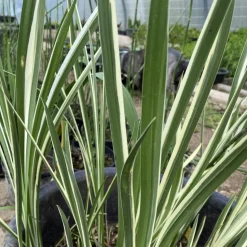 LATOUR-MARLIAC - Lot de 3 - Acorus calamus variegata - godet 8 (8cm x 8cm x7cm, 300 ml) hauteur 50 cm