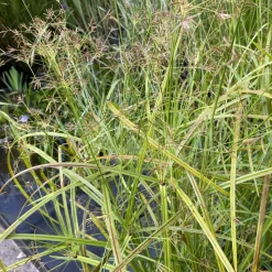 LATOUR-MARLIAC - Lot de 3 - Cyperus longus - godet 8 (8cm x 8cm x7cm, 300 ml) hauteur 100 cm