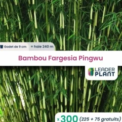 LEADERPLANT - 300 x bambou fargesia pingwu en godet