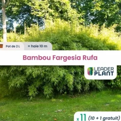 LEADERPLANT - 11 x bambou fargesia rufa en pot de 2 l