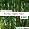 LEADERPLANT - 50 x bambou fargesia pingwu en pot de 5 l