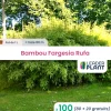 LEADERPLANT - 100 x bambou fargesia rufa en pot de 1 l