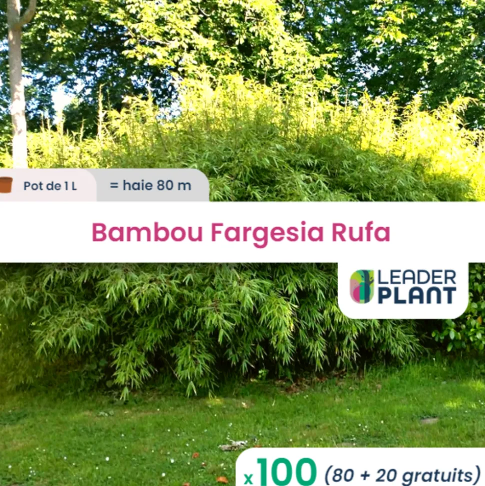 LEADERPLANT - 100 x bambou fargesia rufa en pot de 1 l