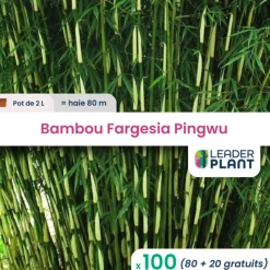 LEADERPLANT - 100 x bambou fargesia pingwu en pot de 2 l