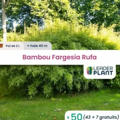 LEADERPLANT - 50 x bambou fargesia campbell en pot de 2 l