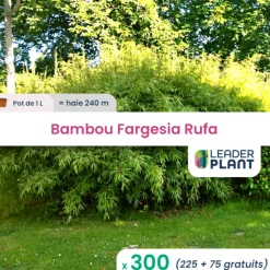 LEADERPLANT - 300 x bambou fargesia rufa en pot de 1 l