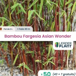 LEADERPLANT - 50 x bambou fargesia asian wonder 60/70 en pot de 2 l