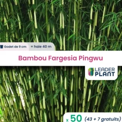 LEADERPLANT - 50 x bambou fargesia pingwu en godet