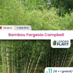 LEADERPLANT - 11 x bambou fargesia campbell en pot de 5 l