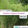 LEADERPLANT - 100 x bambou fargesia campbell en pot de 1 l