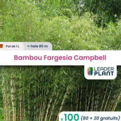 LEADERPLANT - 100 x bambou fargesia campbell en pot de 1 l