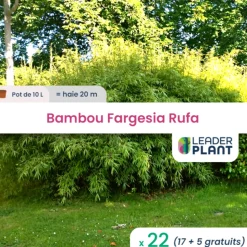 LEADERPLANT - 22 x bambou fargesia rufa en pot de 10 l