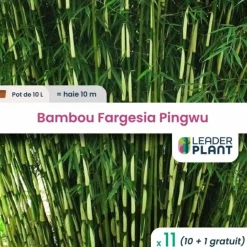 LEADERPLANT - 11 x bambou fargesia pingwu en pot de 10 l