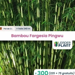 LEADERPLANT - 300 x bambou fargesia pingwu en pot de 2 l