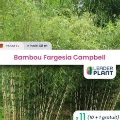 LEADERPLANT - 11 x bambou fargesia campbell en pot de 1 l